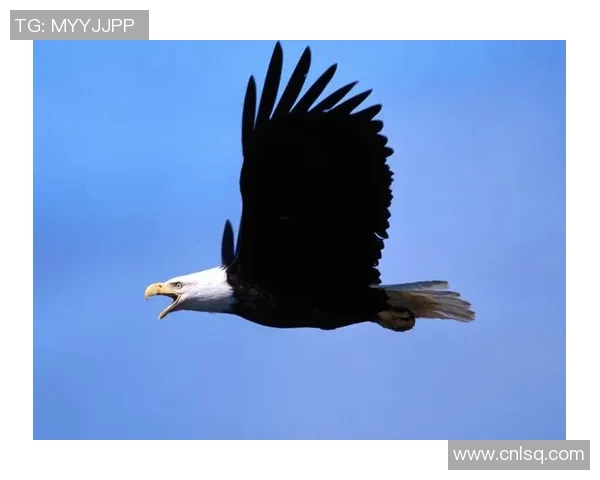 《翱翔天际的王者:探秘老鹰的生活习性与生存智慧》 《翱翔天际的王者:探秘老鹰的生活习性与生存智慧》
