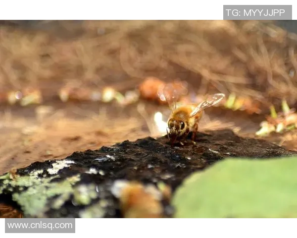 黄蜂生态与行为研究：探讨其在自然界中的角色与生存策略